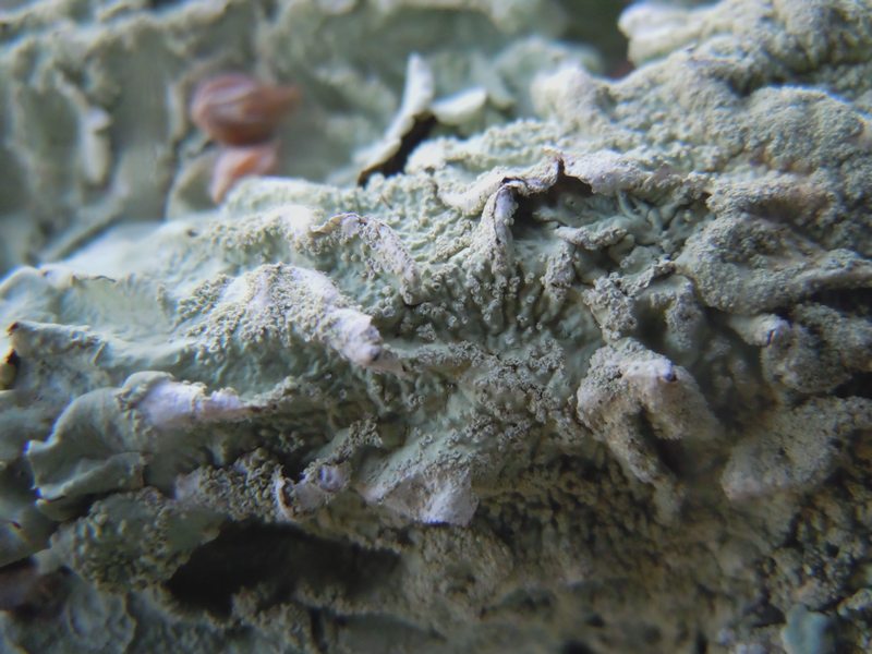 ...dalle dune di Porto Liscia (Santa Teresa Gallura)  2